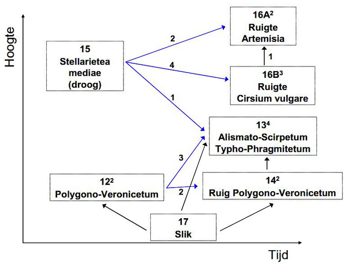 Figure 8. Transition scheme of Paddebeek in function of the time and elevation. The arrows represent the transition of one type to another. Blue arrows represent progressive succession, red arrows regressive. The number of transitions is indicated by the subscript at the arrows. Digressive succession is quantified by the subscript at the vegetation types. Black arrows indicate transitions based on the vegetation maps. (Van den Neucker et al. 2007)