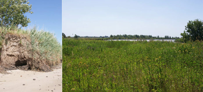 Figure 5: Eroded shore at the Weser with reed community (Phragmitetum australis, left) and ruderal vegetation (Tanaceto-Artemisietum vulgaris, right)