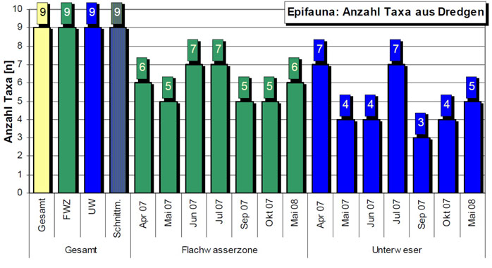 Figure 8: Number of epifauna taxa found in dredge samples in 2007/2008 comparing shallow water zone of the Kleinensieler Plate (‘Flachwasserzone’, FWZ) and adjacent lower Weser River (‘Unterweser’, UW) and their seasonal development. Intersection (‘Schnittmenge’): Number of species found in shallow water zone and in lower Weser River (source: LANGE, DROSTE, MEYERDIRKS 2008).