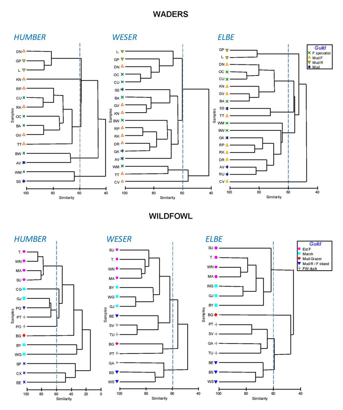 Figure 3.1.  Custer analysis of wader and wildfowl species in the Humber, Weser and Elbe estuaries, based on Bray-Curtis similarity calculated on average species density (ind.km-2) across estuarine zones, periods and estuarine bank (Elbe only).  Symbols indicate species guilds.