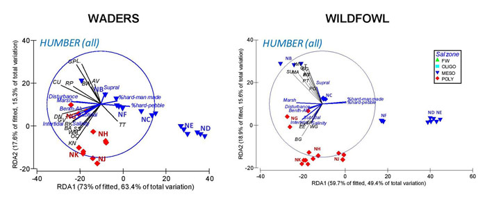 Figure 3.  Multivariate multiple regression (dbRDA) performed on bird assemblage distribution and all environmental variables (full model) in the Humber Estuary.  Vectors indicate the direction of increase in the species density (in black) and the environmental gradients (in blue). The points in the graph represent the data observations in each sector (shown as coloured labels in the graph) during different 5-year periods, with different symbols indicating salinity zones.  A reduced dataset was used for this analysis (e.g. not including sectors in the oligohaline zone) due to limitations in the availability of environmental data (see Appendix 3 for details).