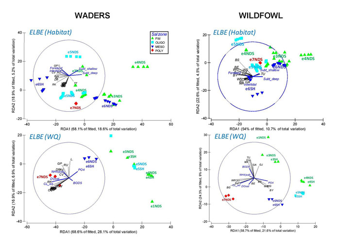 Figure 5.  Multivariate multiple regression (dbRDA) performed on bird assemblage distribution and all environmental variables (full model) in the Elbe Estuary.  Vectors indicate the direction of increase in the species density (in black) and the environmental gradients (in blue) and symbols indicate salinity zones.  Sectors are shown as coloured labels in the graph.  A reduced dataset was used for this analysis (e.g. not including sectors in the oligohaline zone) due to limitations in the availability of environmental data.